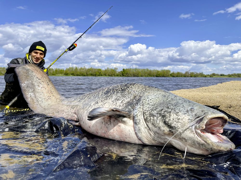 Canne Silure Black Cat Perfect Passion XH-S 2022